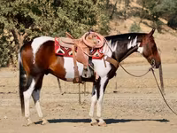 Horse (M), National Show Horse — photo 4