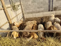 Schaf, Schafe — Foto 7