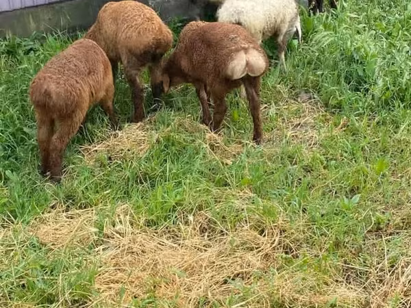 Widder, Rhon sheep — Kirgisistan
