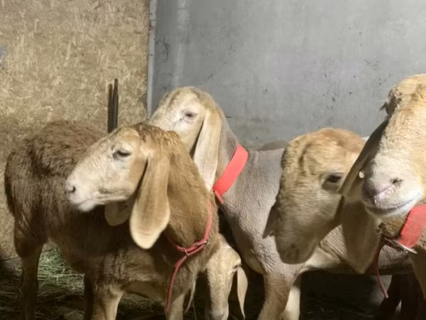 Schaf, Arashan sheep