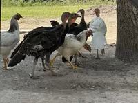 Turkeys — Foto 1