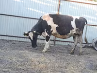 Kuh, Holstein-Rasse — Foto 3