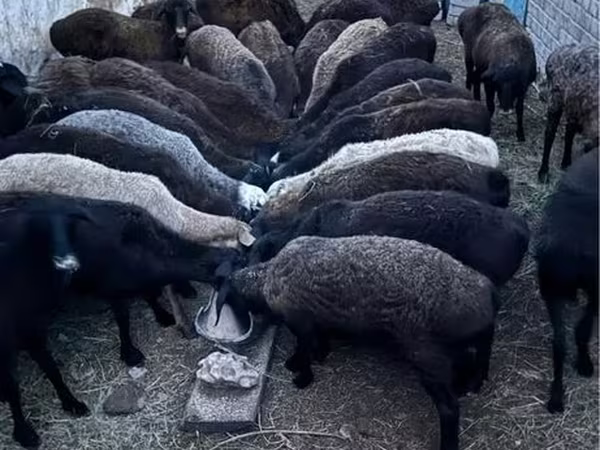 كبش, الأغنام — كازاخستان