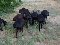 मेढ़ा, भेड़ — फ़ोटो 4