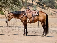 حصان, Quarter Horse — الصورة 5