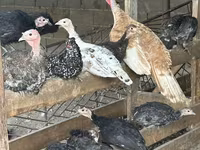 Turkeys — Foto 2