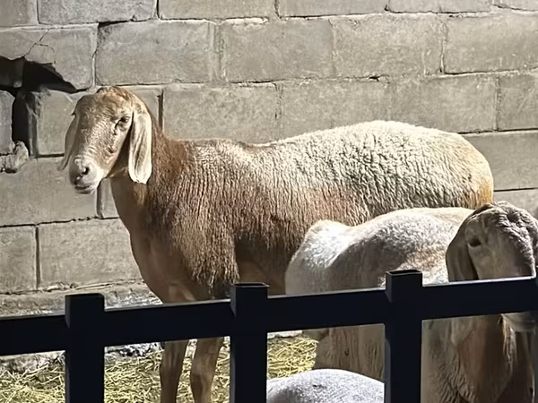 Widder, Hissar sheep — Kirgisistan