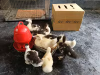 Ducks — फ़ोटो 2