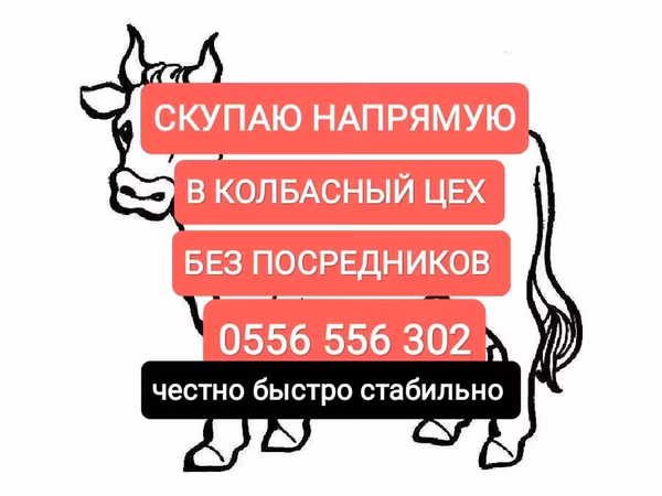 Кобыла, Лошади — Кыргызстан