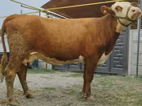 Vaca, Simmental cattle — foto 7
