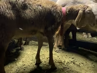 Schaf, Arashan sheep — Foto 3