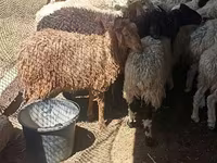 كبش, الأغنام — الصورة 2