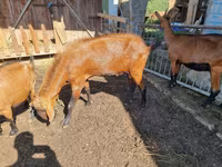 Billy Goat, Goats — photo 2