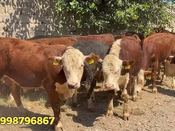 Бык, Красная белорусская корова — Узбекистан