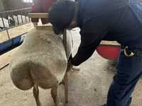Widder, Arashan sheep — Foto 1