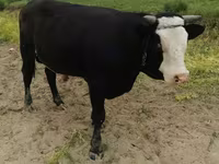 Producem și vindem granule pentru animale si păsări — фото 2