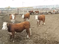 Vaca, Vaca kazaja de cabeza blanca — foto 2