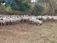 Schaf, Baerchuke sheep — Foto 2