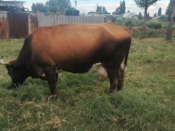 Cow, Cattle