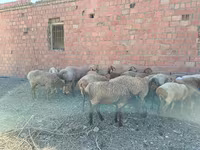 公羊, Arashan sheep — 照片 4