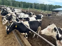 بقرة, Simmental cattle — الصورة 4