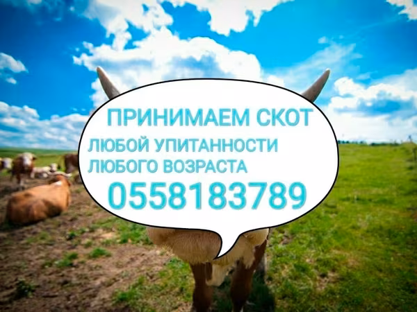 Бык, Коровы — Кыргызстан