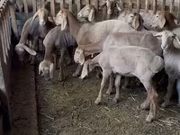 Schaf, Hissar sheep — Foto 2