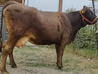 Vaca, Simmental cattle — foto 3
