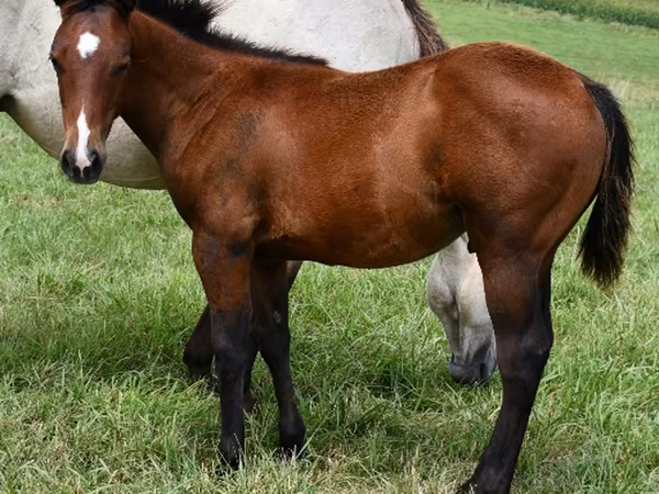 Hengst, Quarter Horse