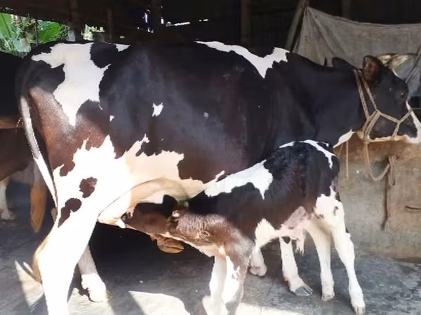 母牛, Holstein breed