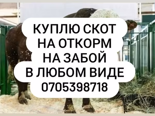 Бык, Коровы — Кыргызстан