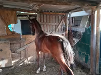 Yegua, Caballos — foto 2
