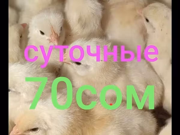 Леггорн — Кыргызстан