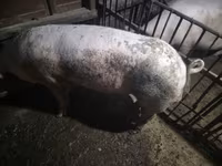 Boar, Ландрас — photo 4
