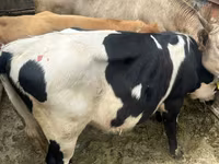 Bull, Cattle — photo 2