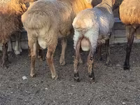 公羊, Sheep — 照片 3