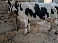 Kuh, Holstein-Rasse — Foto 2