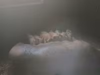 公猪, Дюрок — 照片 2