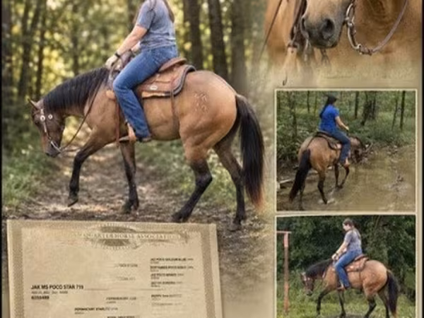 Кобыла, Квотерхорс