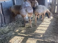 Widder, Arashan sheep — Foto 2