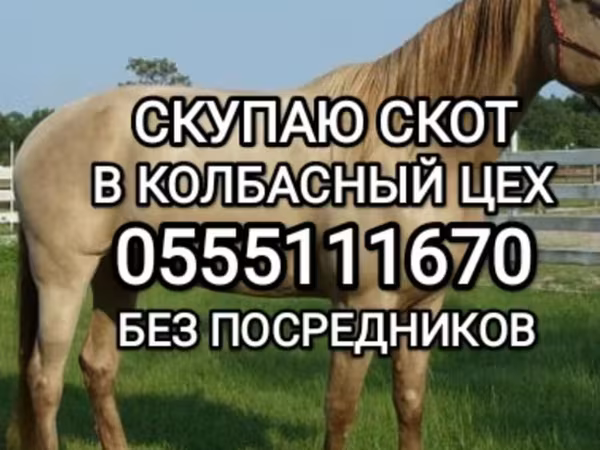 Бык, Коровы