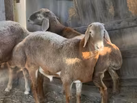 Widder, Arashan sheep — Foto 3