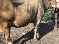 Vaca, Raza Alatau — foto 3