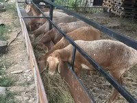 Oveja, Ovejas — foto 1