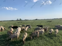 公羊, Hissar sheep — 照片 6
