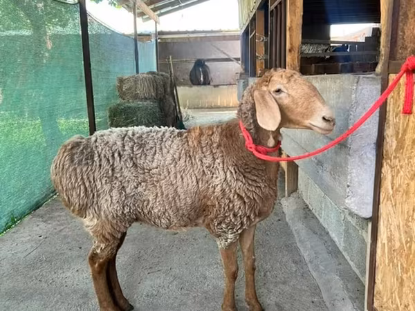 Schaf, Arashan sheep — Kirgisistan