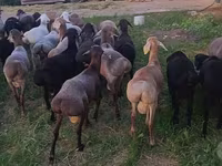 كبش, الأغنام — الصورة 3