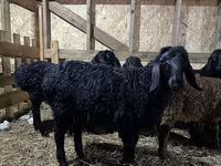 Ram, Baerchuke sheep — photo 1