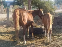 Yegua, Caballos — foto 1