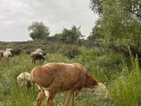 Widder, Arashan sheep — Foto 3